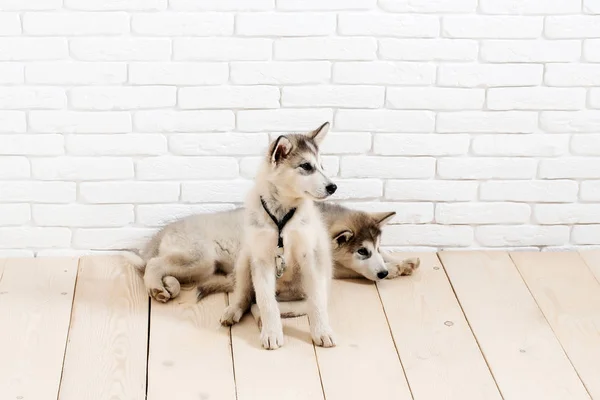 レンガと木のハスキー犬 — ストック写真