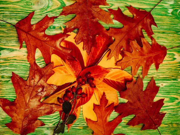 Bruin eiken bladeren en rowan — Stockfoto