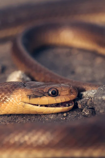 Barna kígyó Aszfalt úton — Stock Fotó