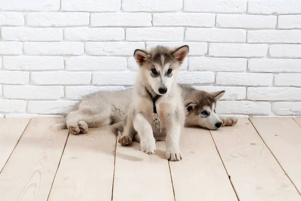 Chiens husky sur le sol en bois — Photo