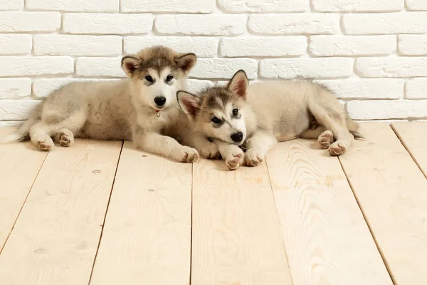 Chiens husky sur bois avec briques — Photo
