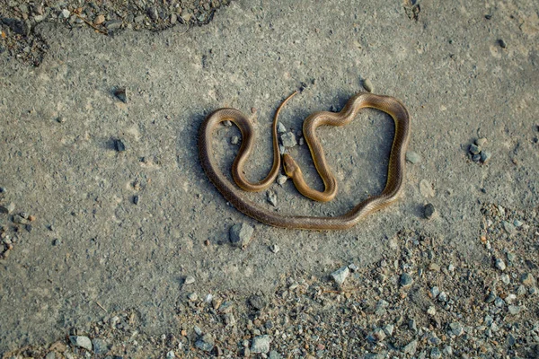 Cobra marrom na estrada de asfalto — Fotografia de Stock