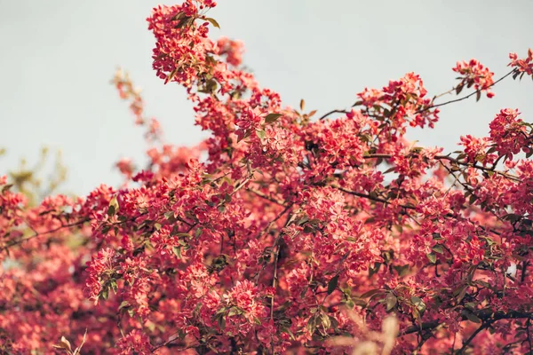 Rosafarbene Blüten blühen an Zweigen — Stockfoto
