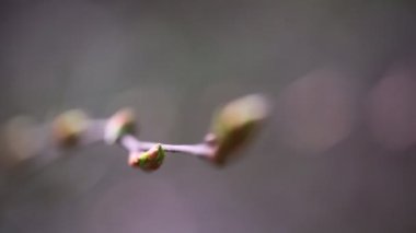 Bir ağaç dalı gelecek genç yapraklarda