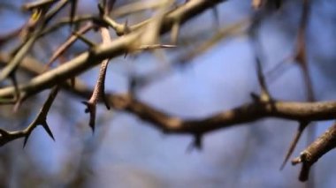 Thorn ağaç arka plan