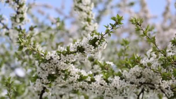 Fond de fleur de printemps. Belle scène de nature avec arbre en fleurs et éruption solaire. Journée ensoleillée. Fleurs printanières. Beau verger. Fond flou abstrait