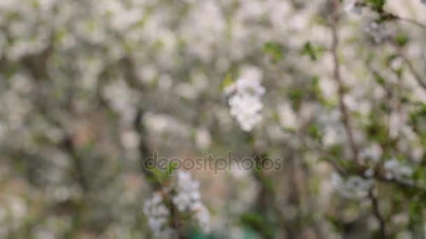 Närbild av en gren cherry blossom, försiktigt vajande i vinden. Mycket smalt skärpedjup, oskärpa blommande träden i bakgrunden — Stockvideo