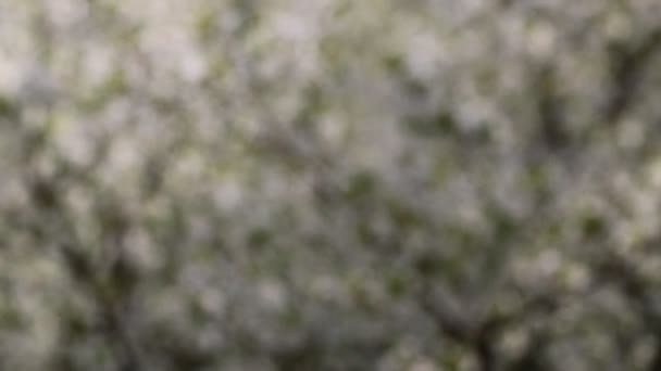Цветение сакуры весной — стоковое видео