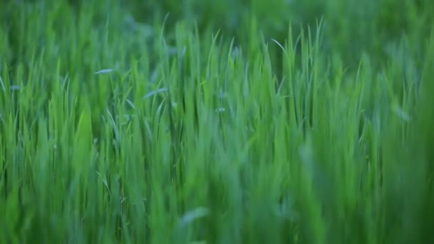 Herbe vert foncé sur le terrain, beau fond de nature — Video