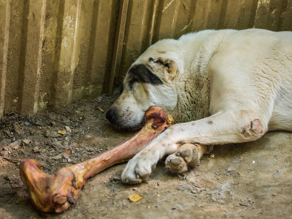 Cute stray dog sleeps
