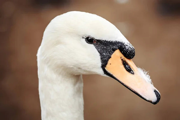 Weißer Höckerschwan — Stockfoto