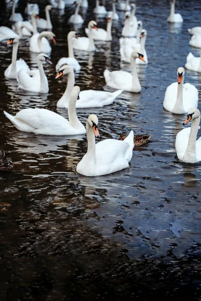 Cisnes e patos mudos — Fotografia de Stock