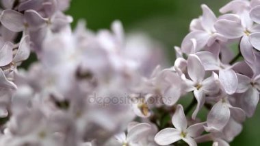 Lila Lila dalgalar üzerinde bir rüzgar Şubesi