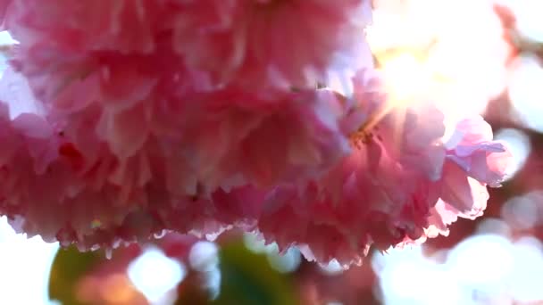 Flor de primavera sobre el cielo del atardecer. Hermosa escena de la naturaleza con el árbol de sakura en flor y la llamarada del sol. Flores de primavera. Hermoso huerto. Primavera — Vídeo de stock