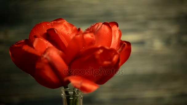 Bouquet di bellissimi tulipani rossi che girano su uno sfondo di legno — Video Stock