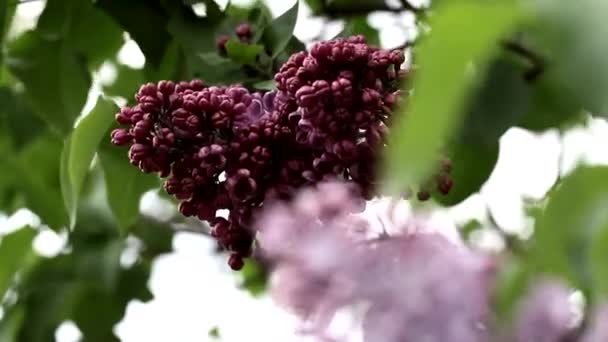 Beautiful pink and purple lilac branches swaying in the wind — Stock Video