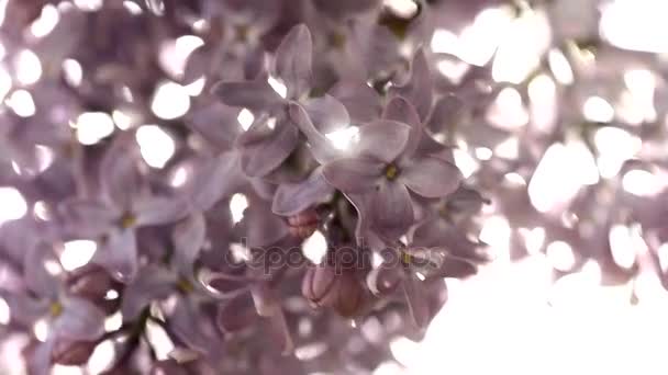 Hermoso arbusto de flores de lila. Ramas moviéndose en el viento. Primer plano de hermosas flores violetas lila primavera con hojas verdes en la hora de la puesta del sol. Belleza naturaleza fondo — Vídeo de stock