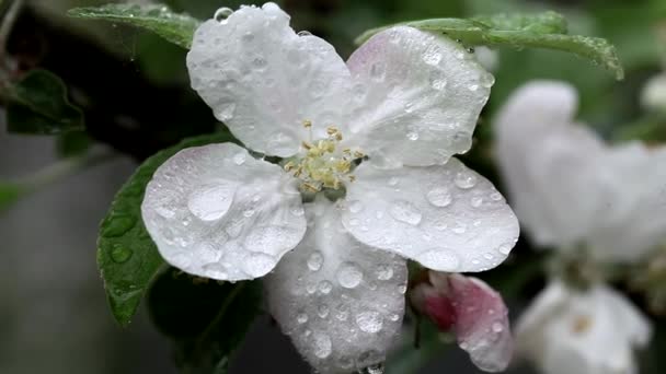 Apple tree, flowers with dew drops, sunny morning day. Springtime, blossom season — Stock Video