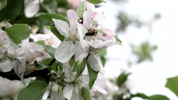 Пчела на цветке яблони — стоковое видео