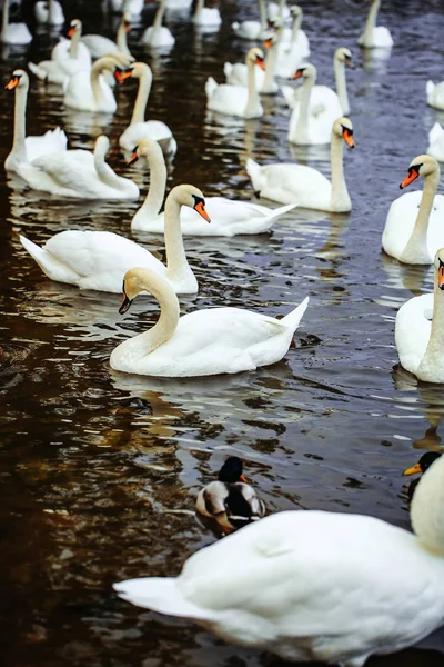 Cisnes e patos mudos — Fotografia de Stock