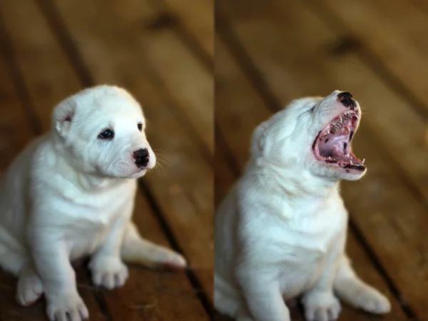 Cute small dog puppy pet — Stock Photo, Image