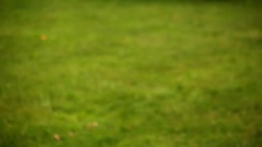 Sıcak bir yaz gününde alma topu köpek