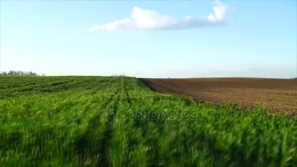 Зеленое и коричневое поле — стоковое видео
