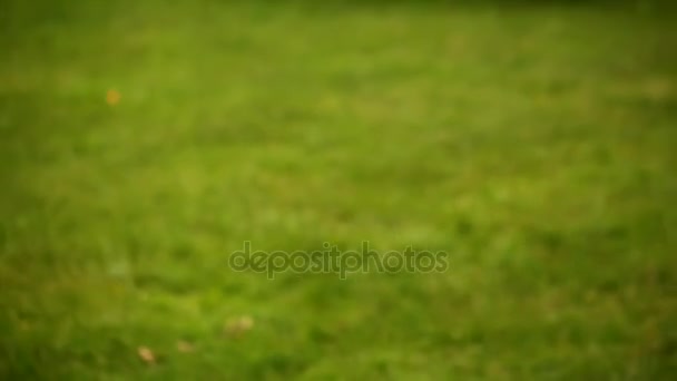 Dog Fetching Ball em um dia quente de verão — Vídeo de Stock