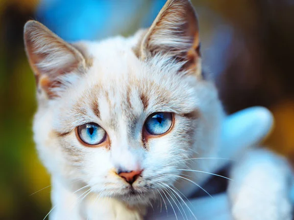 Söt katt med blå ögon — Stockfoto