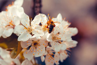 Bahar çiçeği, arı