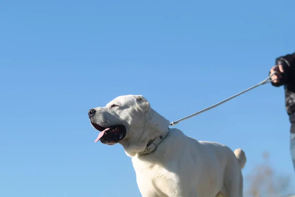 かわいい犬と散歩の綱に — ストック写真