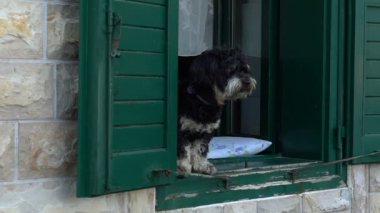 Siyah köpek bir ev yeşil penceresinde geçenler kabuk