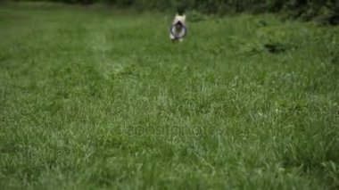 Köpek ile a oyuncak içinde onun ağız çimenlerin üzerinde çalışır