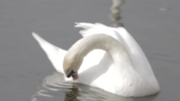 Witte zwanen op het water reinigt veren — Stockvideo