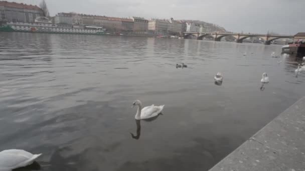 Zwanen, eenden en duiven op een winterse bewolkte dag in de rivier de Moldau in Praag — Stockvideo