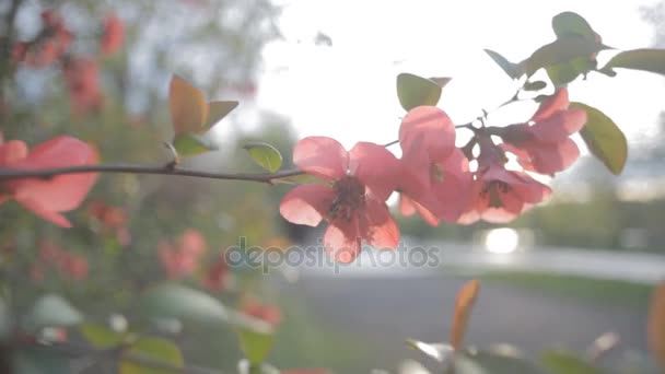 Ramas de manzana con flor roja fragante, agitando en el viento sobre fondo brumoso desenfocado. Adorable vista de la naturaleza lírica — Vídeo de stock