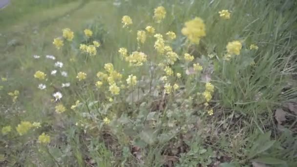 Frisches grünes Gras von oben geschossen, mit Wind. nahtlose gekachelte Textur aus Gras. Kamera befindet sich über dem Feld und ist statisch — Stockvideo