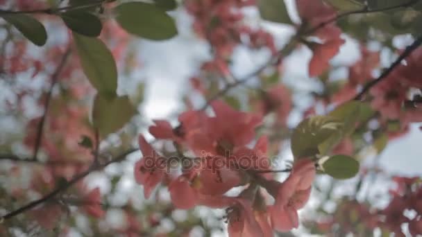 Rosa träd blommor blommar på våren — Stockvideo