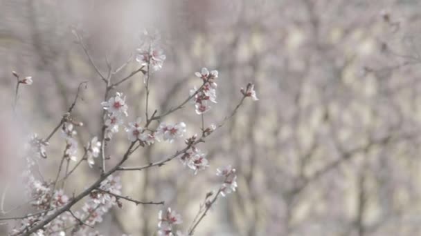 Flores de cerezo rosadas floreciendo en primavera resplandeciendo en el viento — Vídeo de stock