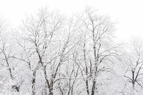 白い雪と裸木 — ストック写真