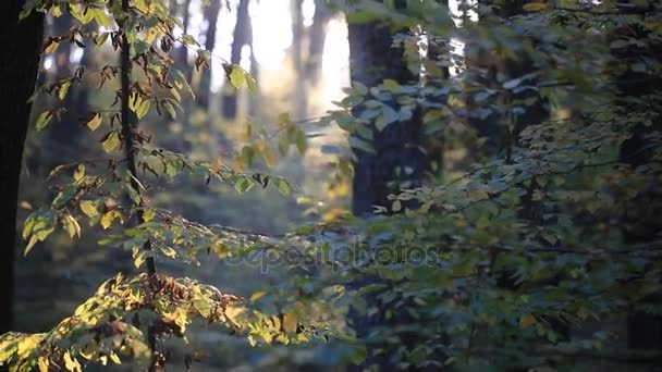 Pôr do sol calmo na floresta — Vídeo de Stock