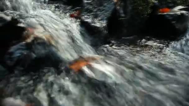 Heavy stream of a cool forest water — Stock Video