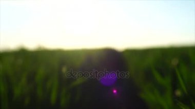 Öğleden sonra güneş yeşil buğday alanında vinç atış