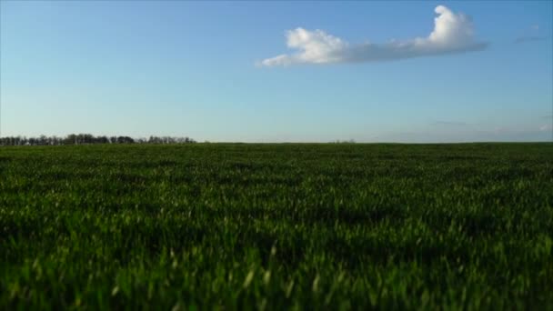 Vagues de champ de blé animées par le vent d'été Nature Contexte — Video