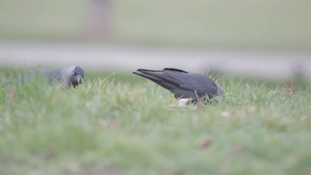 Pássaro cinzento na grama — Vídeo de Stock