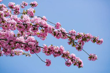Pembe çiçek çiçek