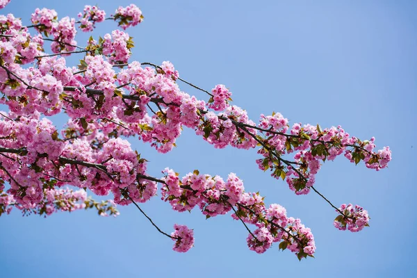 Fiori rosa in fiore — Foto Stock