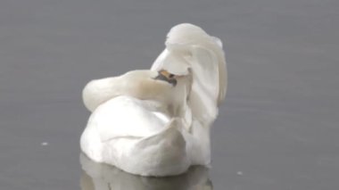 Kuğu Mavi Göl su üzerinde tüyler, kuğular gölet, doğa serisi üzerinde temizler