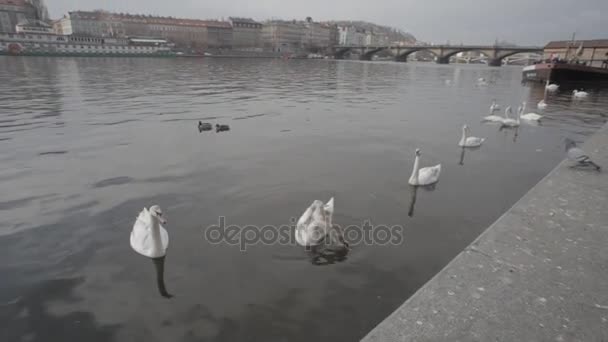 Praga - Marzo 2016: Puente de Carlos, Praga (Praga, Praha), República Checa. Pájaros cisnes blancos al atardecer entre los puentes Karluv y Manesuv, río Moldava. Puente Charles de Praga Vista panorámica de la ciudad vieja Cielo del atardecer de otoño — Vídeos de Stock