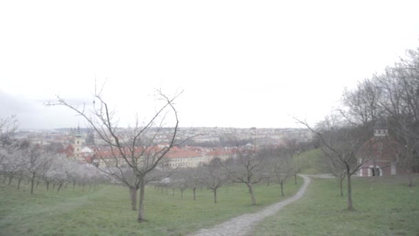 Våren orchard på landsbygden — Stockvideo